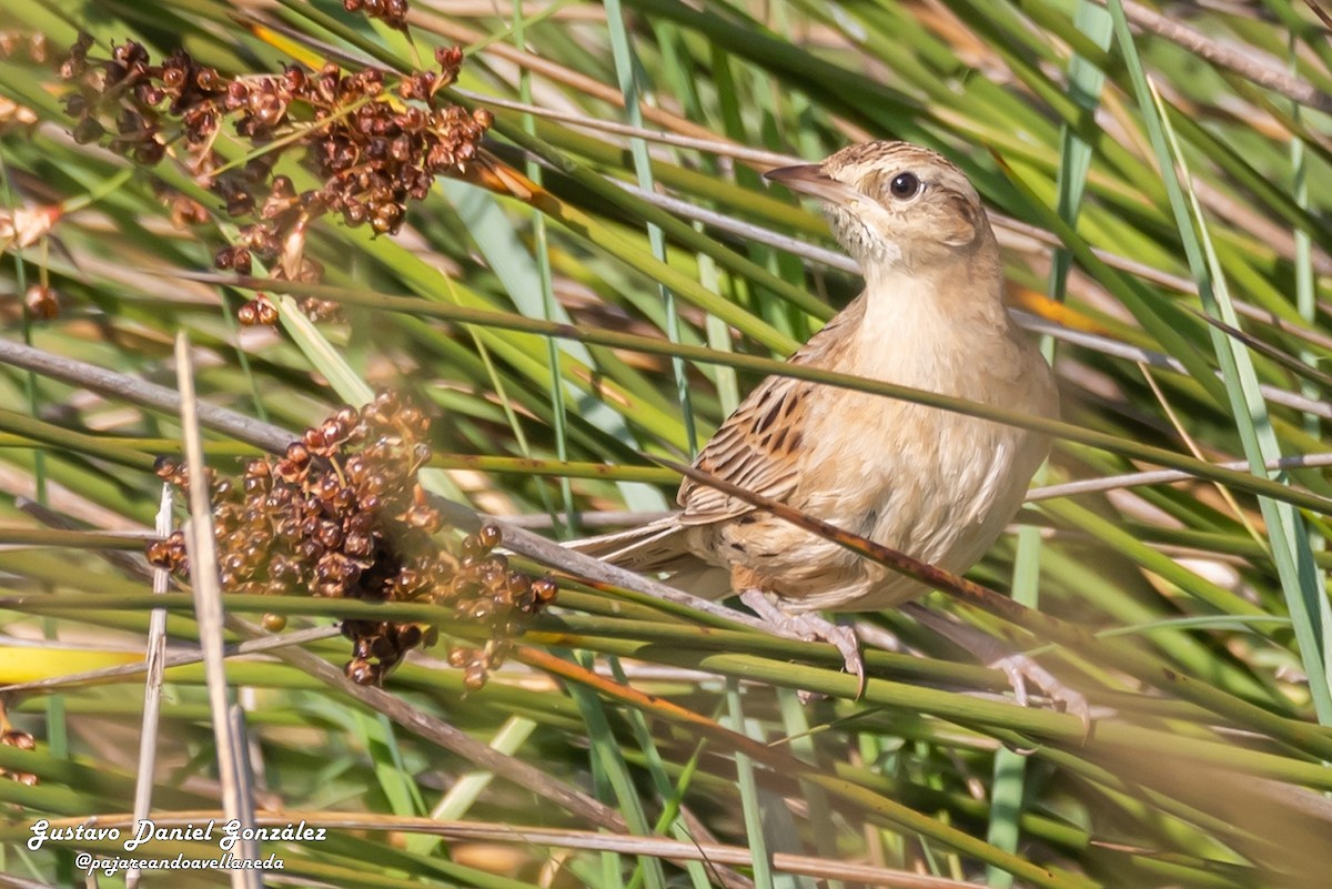 Hudson's Canastero - ML645650513