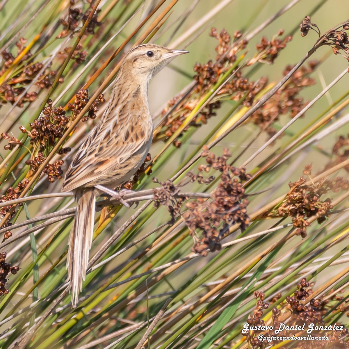 Hudson's Canastero - ML645650514