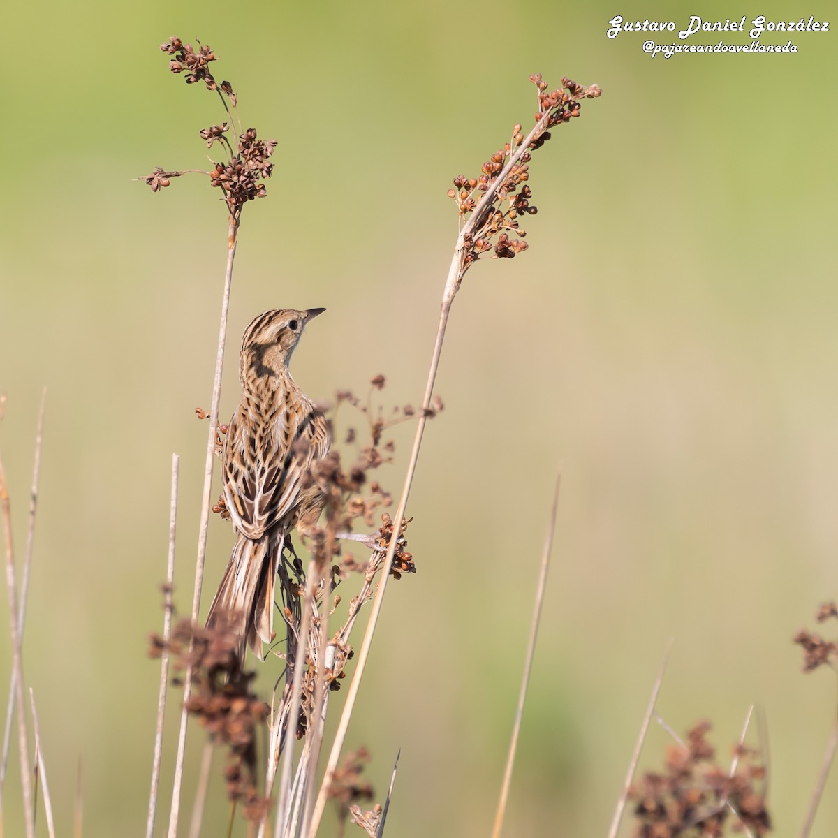 Hudson's Canastero - ML645650515