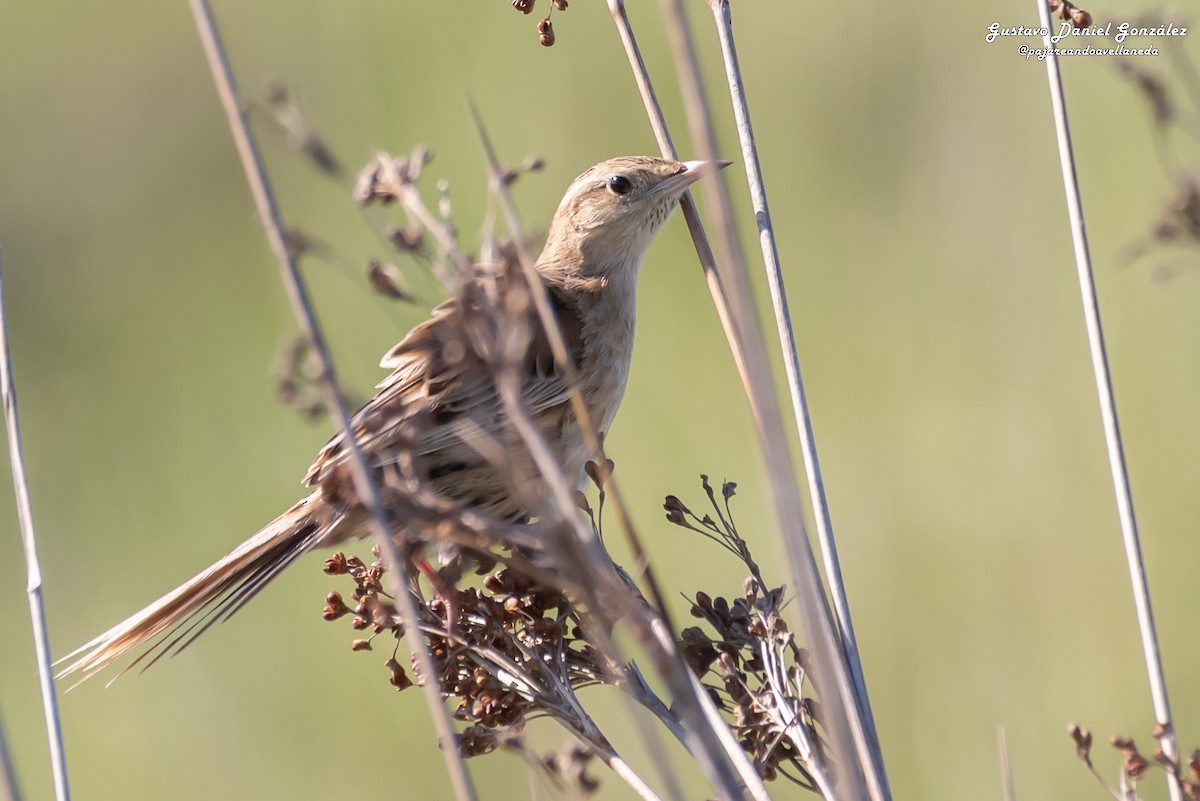 Hudson's Canastero - ML645650516