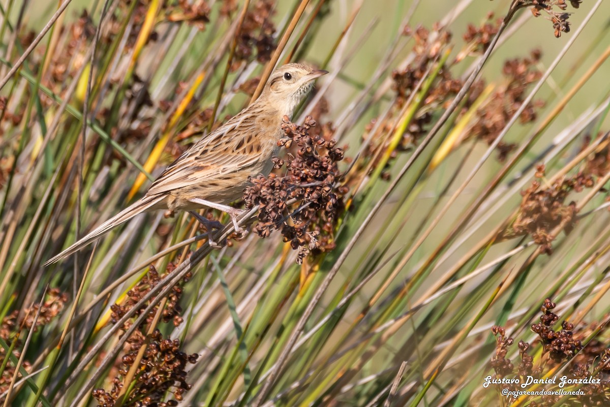 Hudson's Canastero - ML645650517