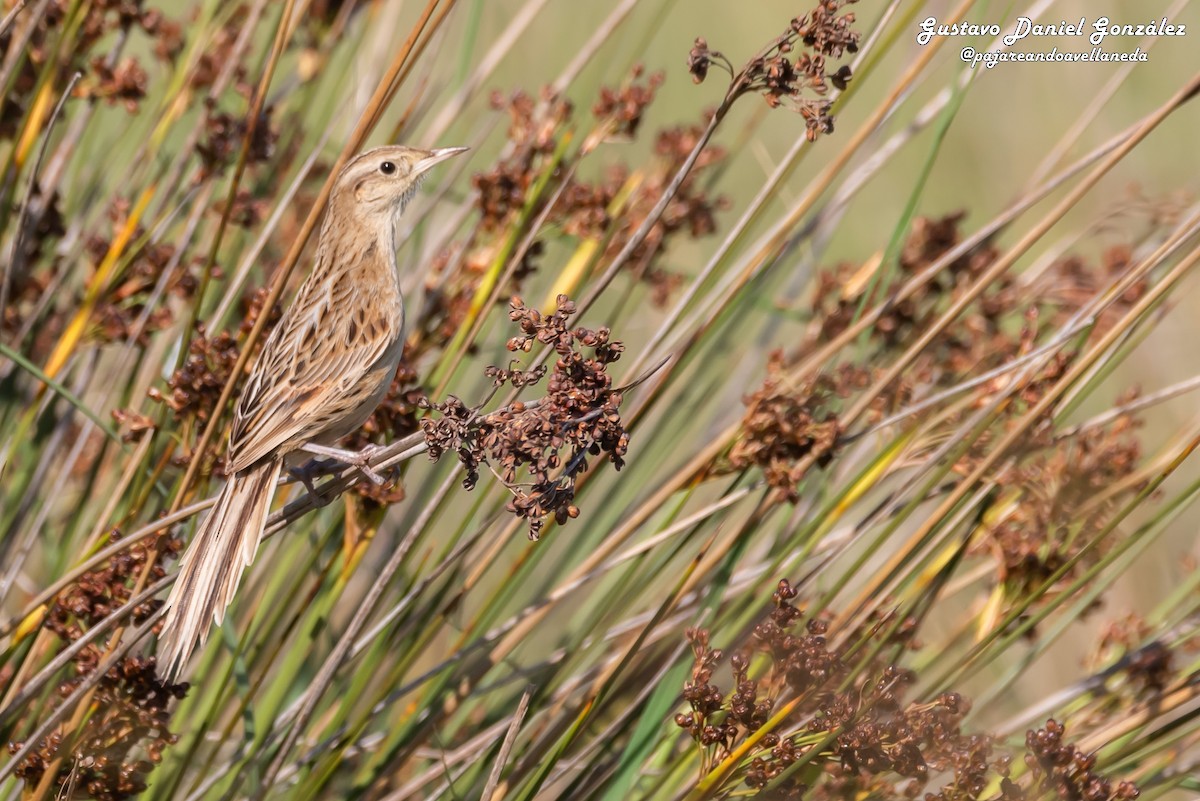 Hudson's Canastero - ML645650518