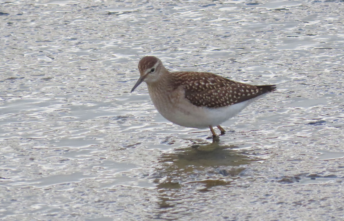 Wood Sandpiper - ML645650521