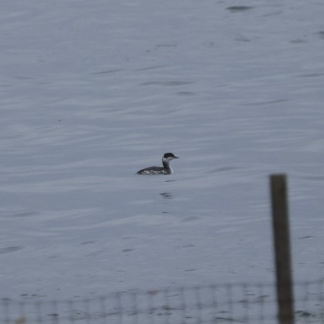 Horned Grebe - ML645650522