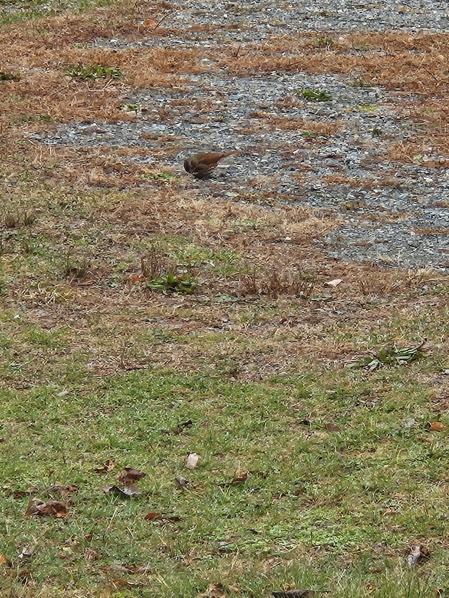 Fox Sparrow - ML645650523