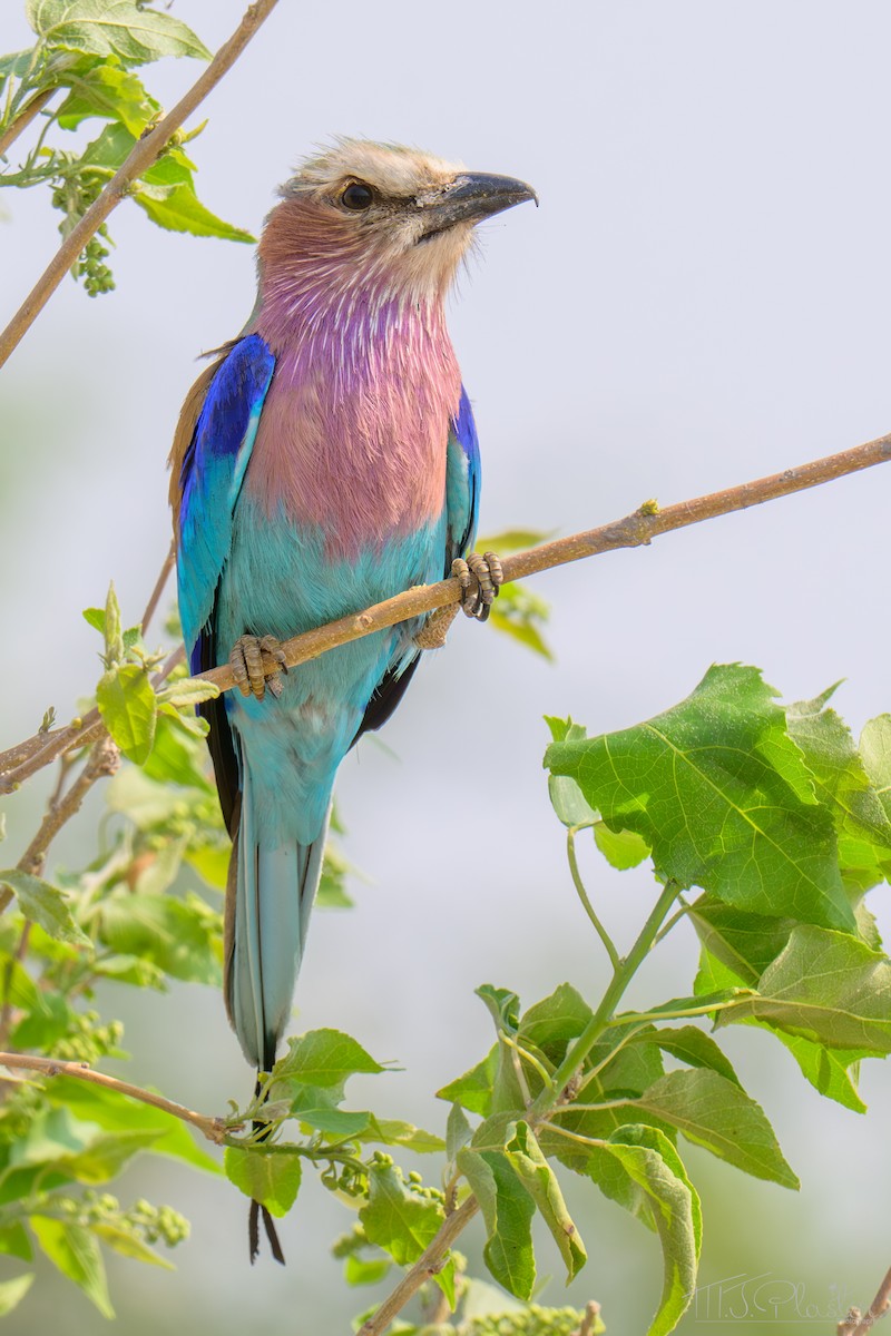 Lilac-breasted Roller - ML645650524