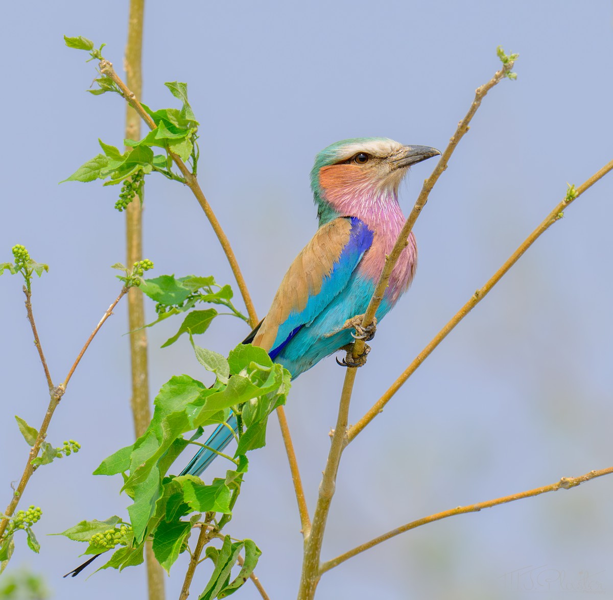 Lilac-breasted Roller - ML645650525