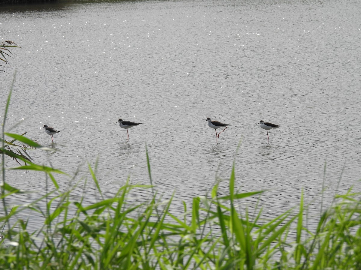Black-winged Stilt - ML645650529