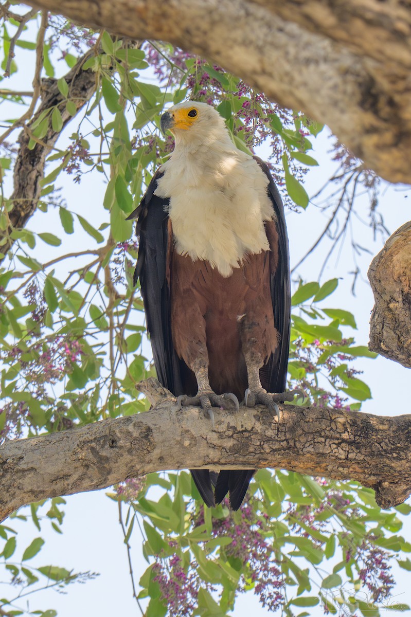 African Fish-Eagle - ML645650531