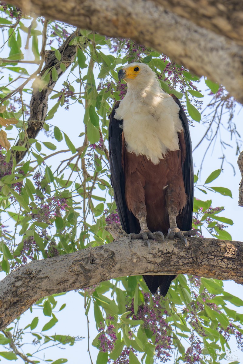African Fish-Eagle - ML645650532