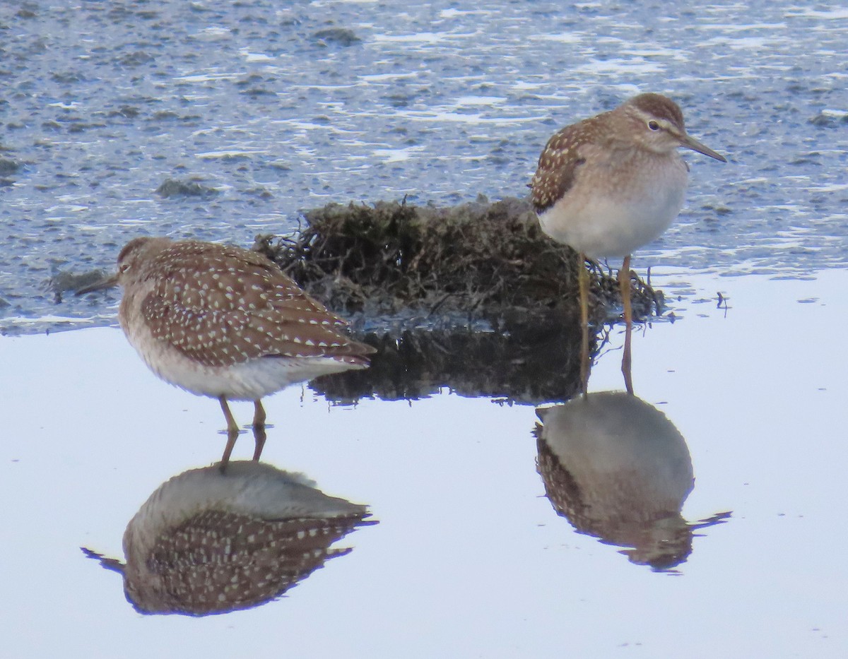 Wood Sandpiper - ML645650533