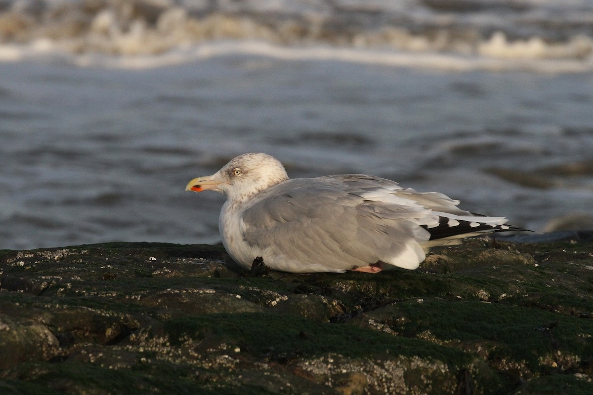 European Herring Gull - ML645650535