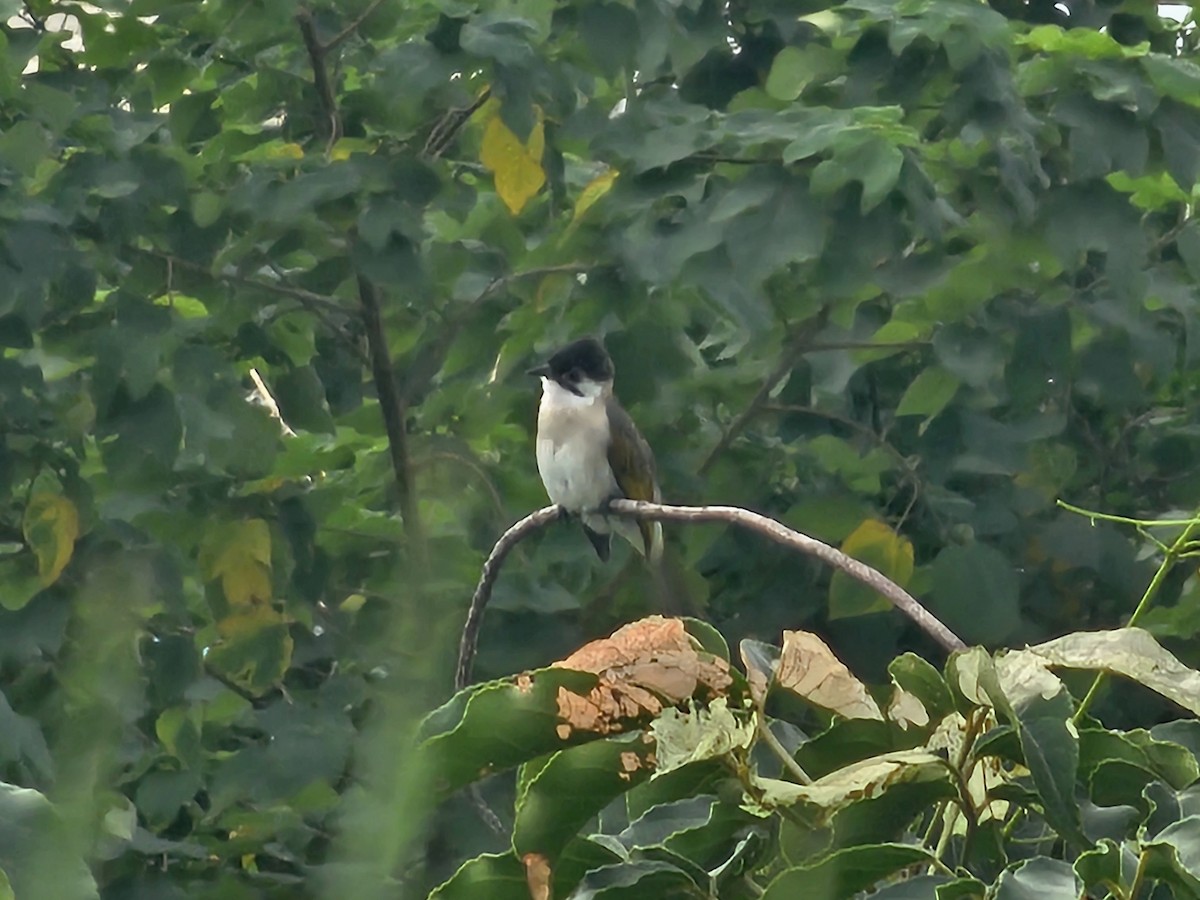 Styan's Bulbul - ML645650536