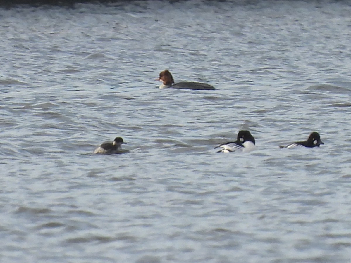 Eared Grebe - ML645650537