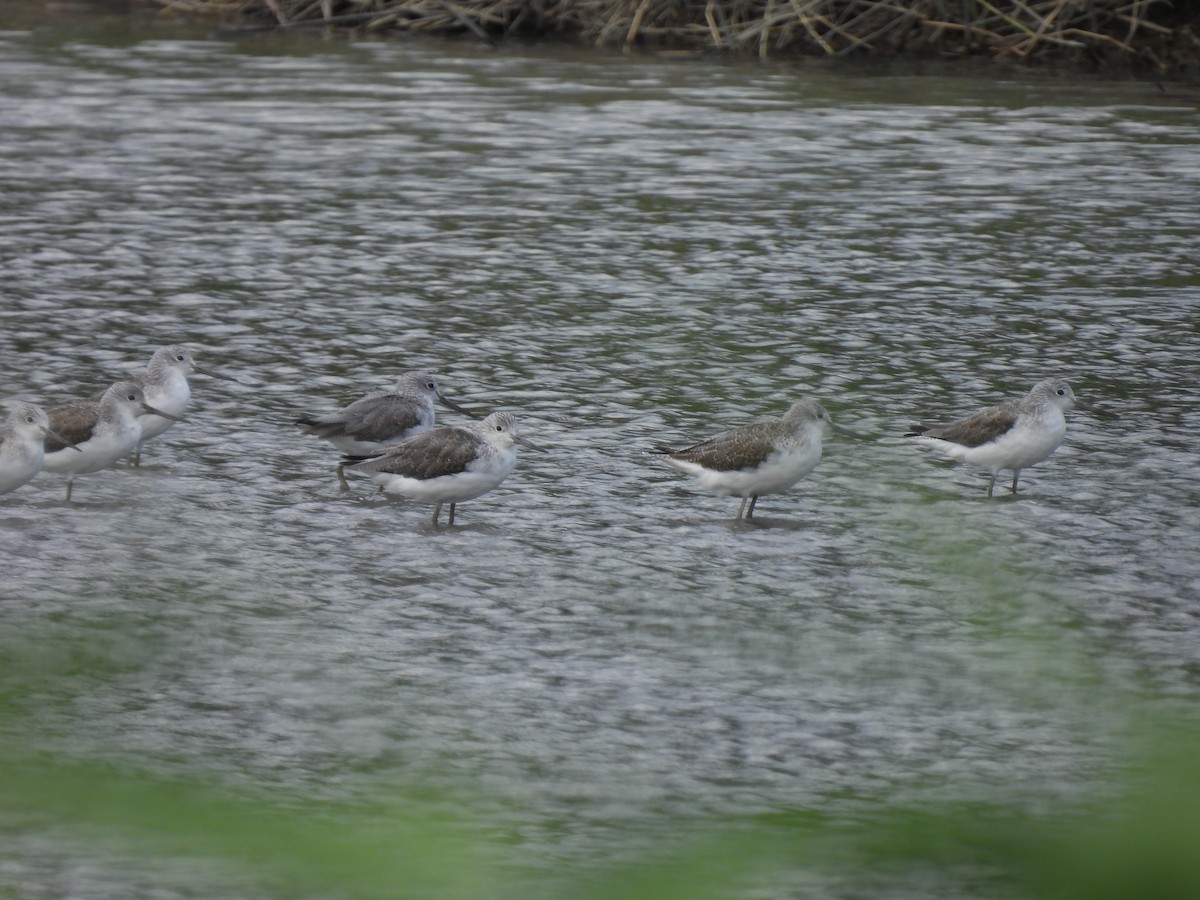 Common Greenshank - ML645650540
