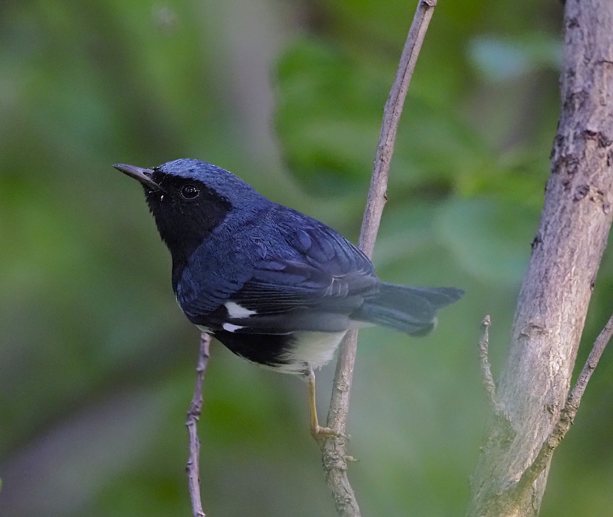 Black-throated Blue Warbler - ML645650541