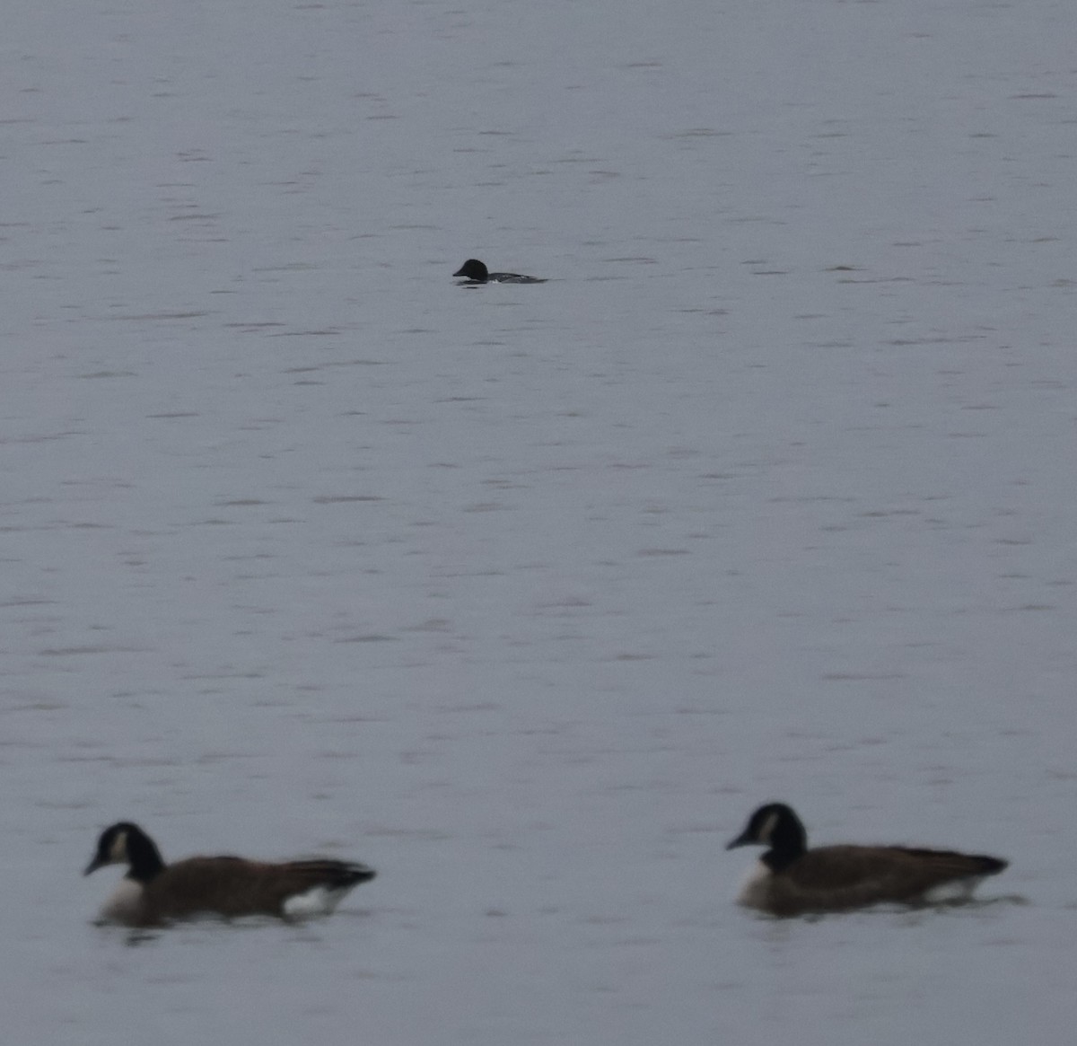 Common Goldeneye - ML645650542