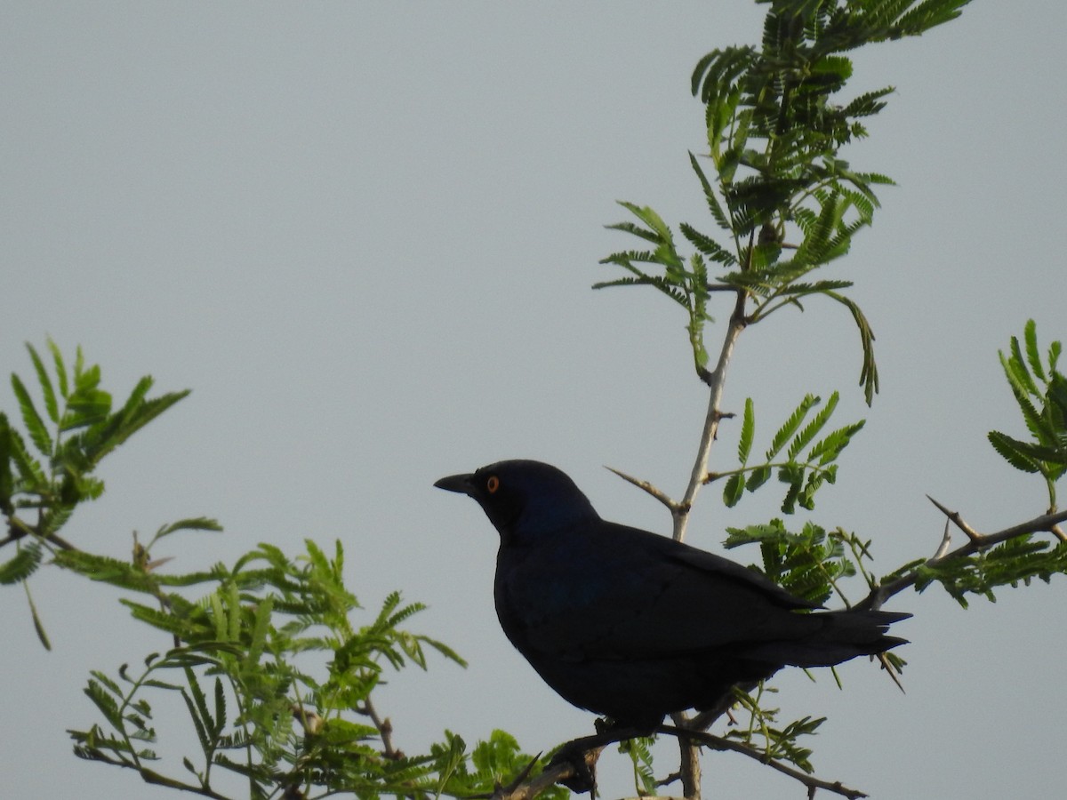 Cape Starling - ML645650543
