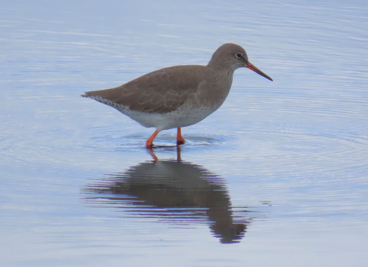 Common Redshank - ML645650544