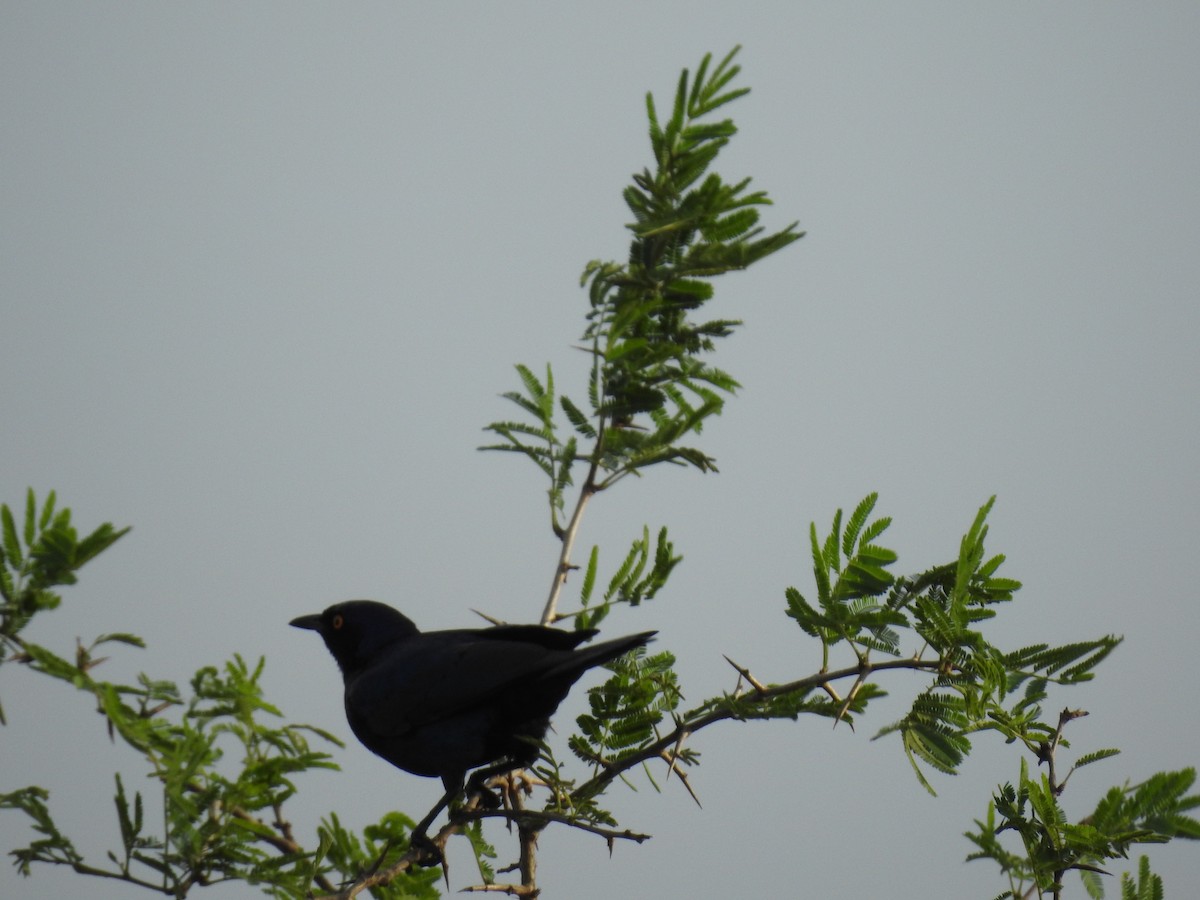 Cape Starling - ML645650545