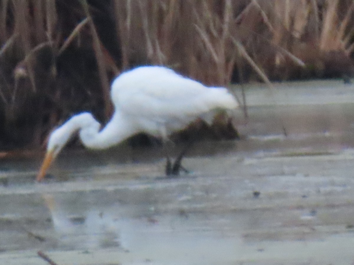 Great Egret - ML645650551