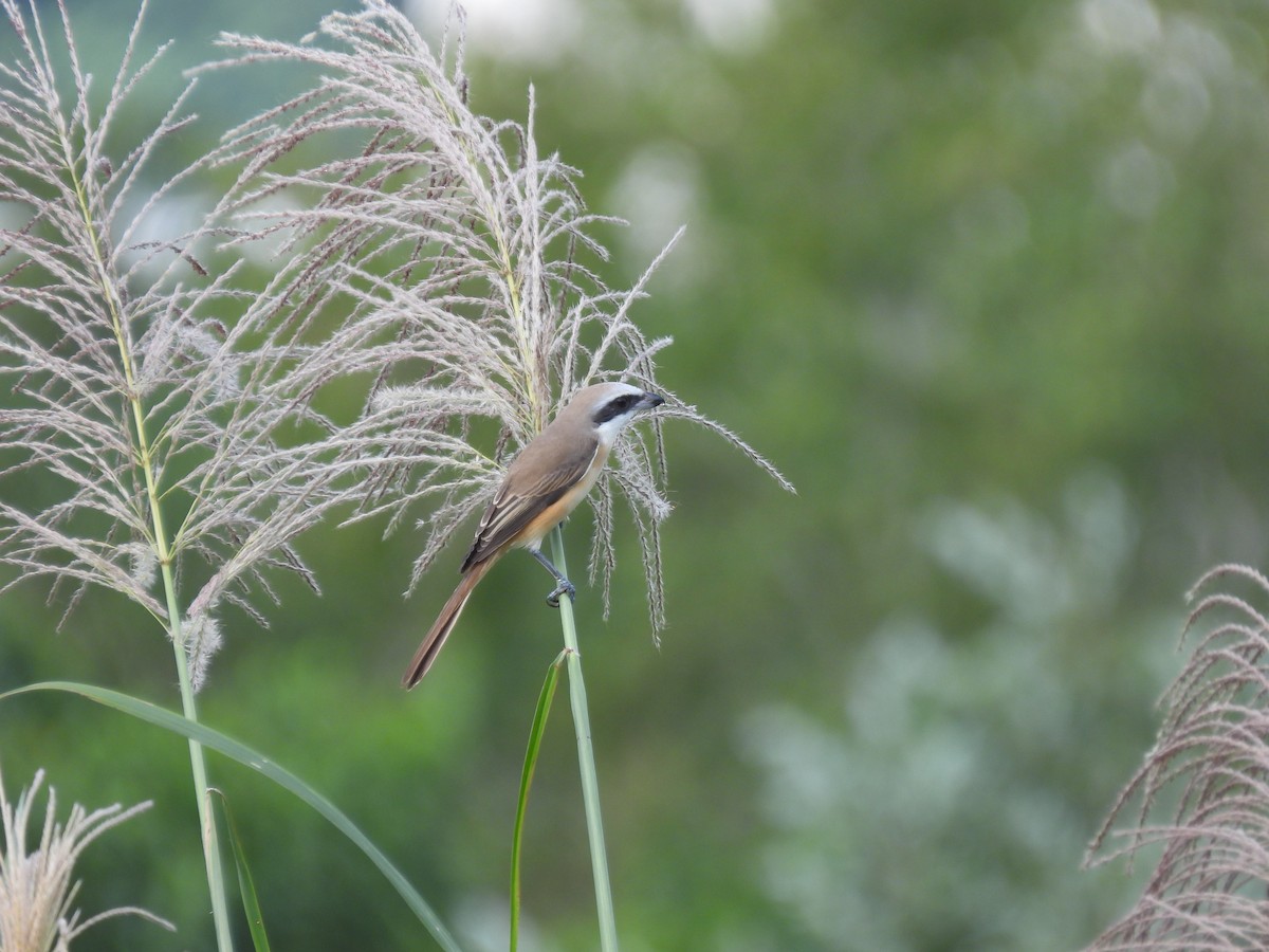 Pie-grièche brune (cristatus/confusus) - ML645650563