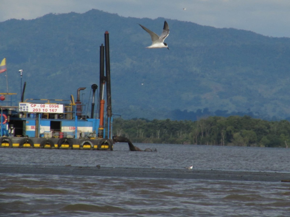 Common Tern - ML645650581