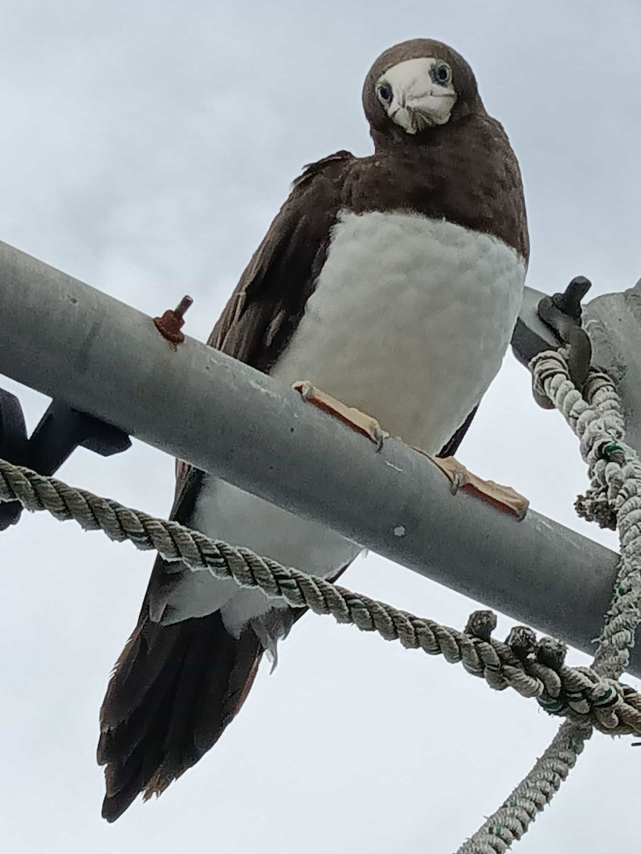 Cocos Booby - ML645650583