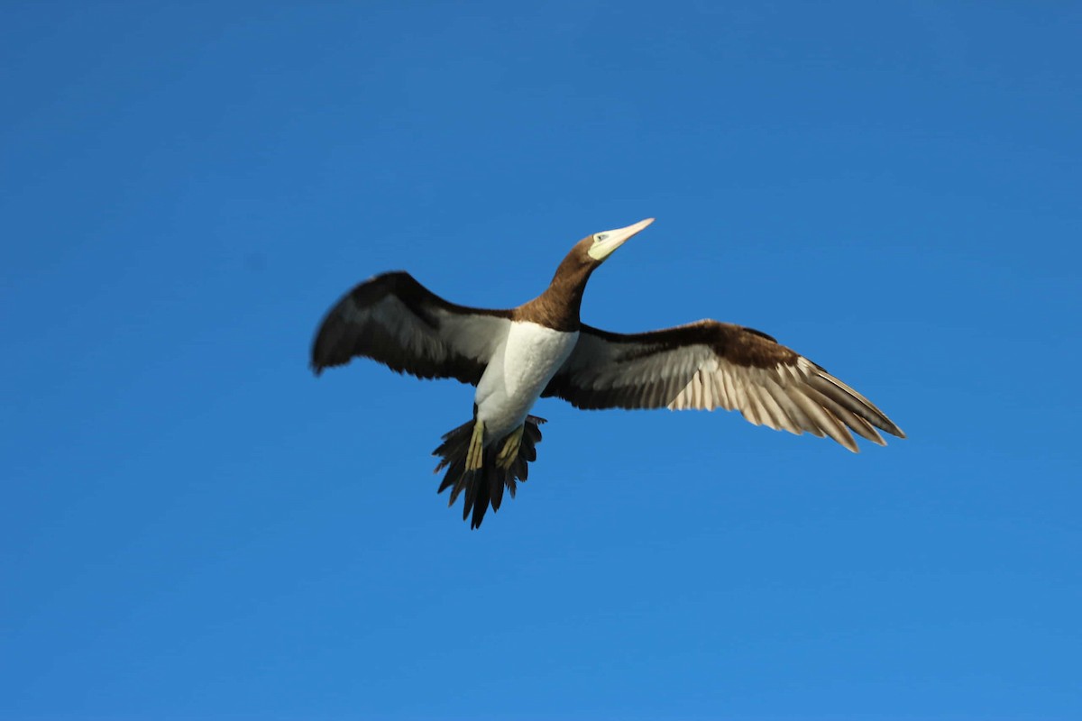 Cocos Booby - ML645650608