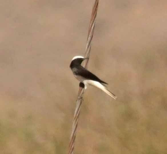 סלעית נזירה - ML645650609