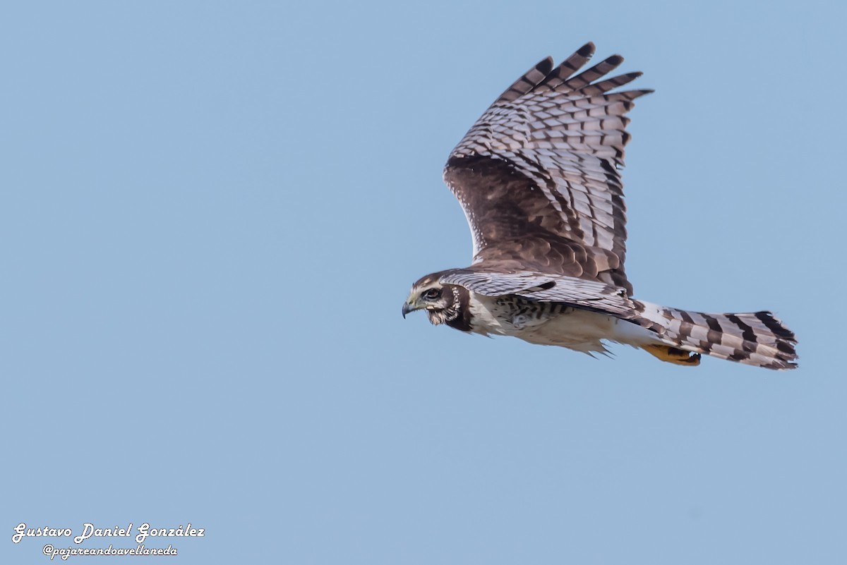 Long-winged Harrier - ML645650611