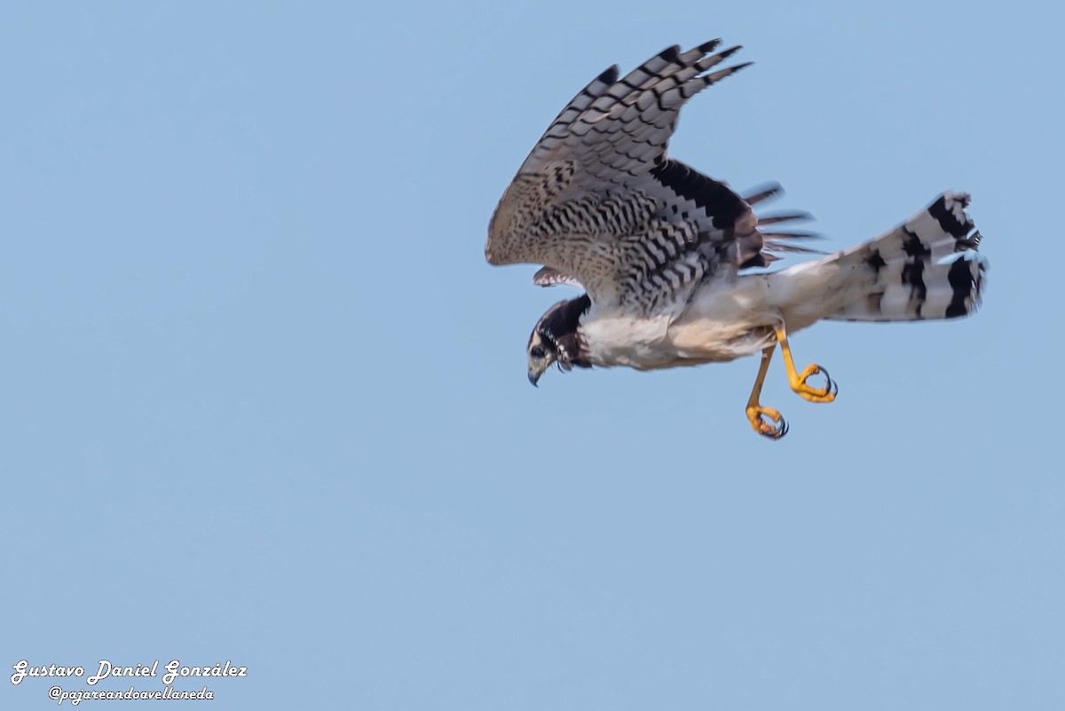 Long-winged Harrier - ML645650612