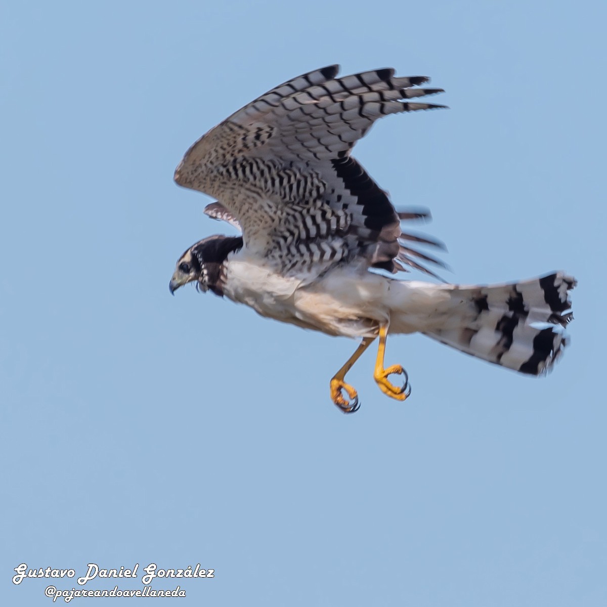 Long-winged Harrier - ML645650613