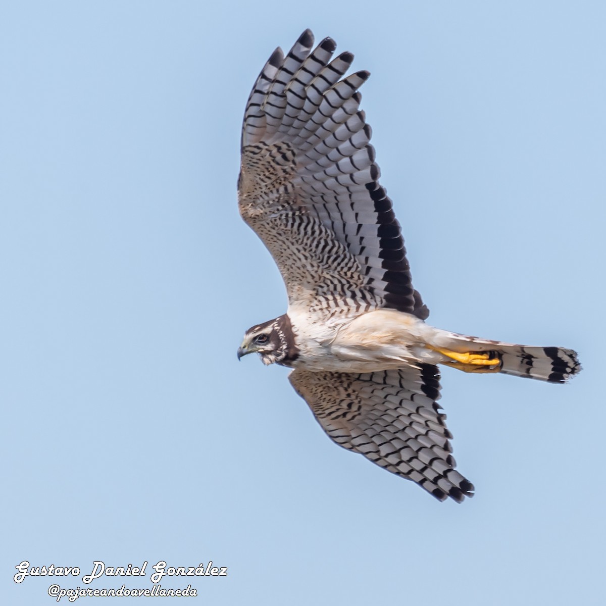 Long-winged Harrier - ML645650614
