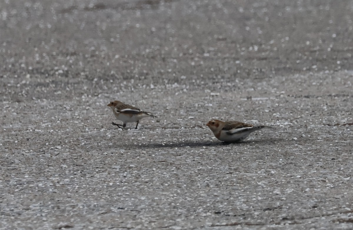 Snow Bunting - ML645650633