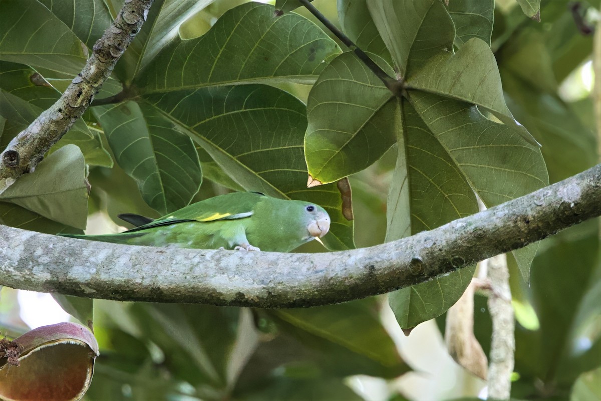 White-winged Parakeet - ML645650641