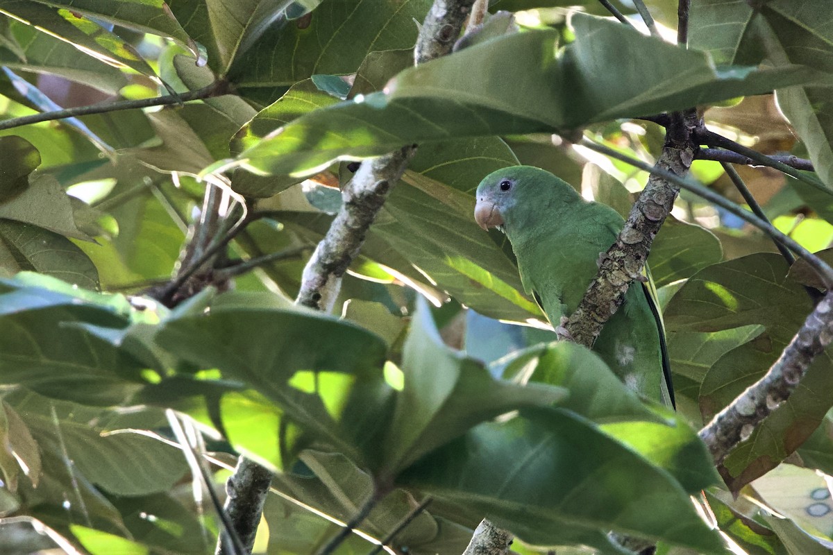 White-winged Parakeet - ML645650646