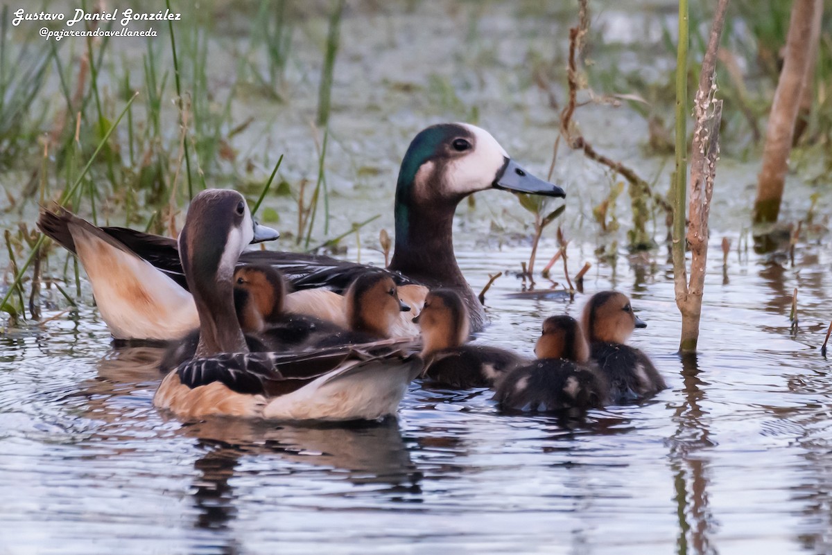 Chiloe Wigeon - ML645650648
