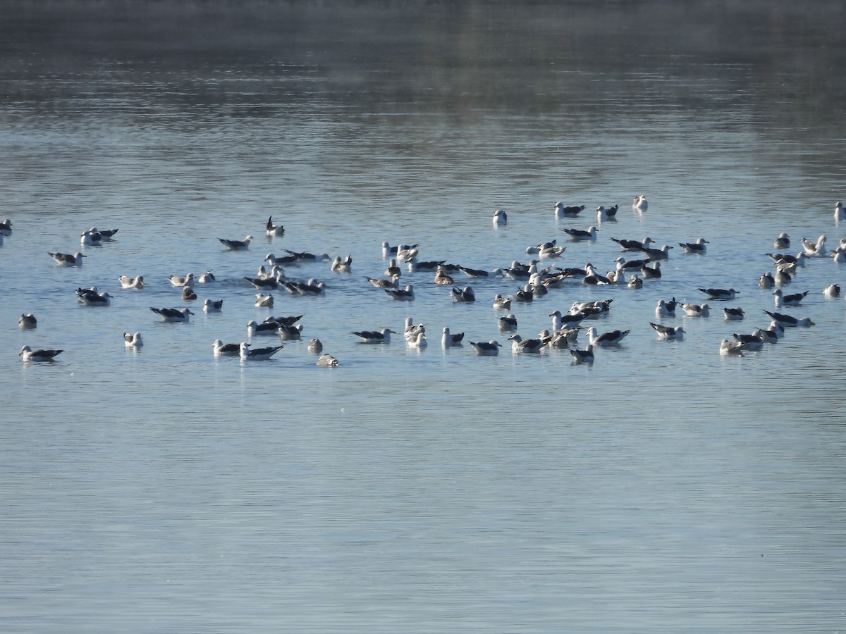 Zafferano - ML645650651