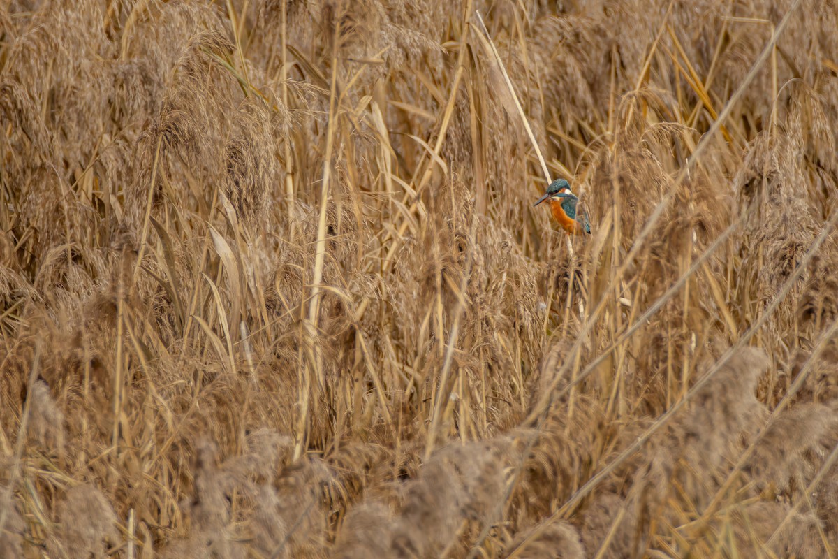 翠鳥 - ML645650652