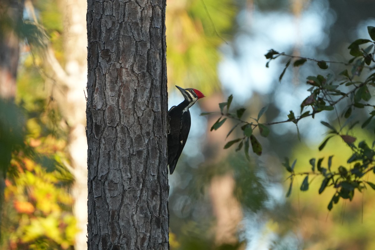 datel chocholatý - ML645650653