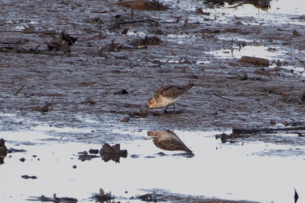 Küçük Kumkuşu - ML645650654