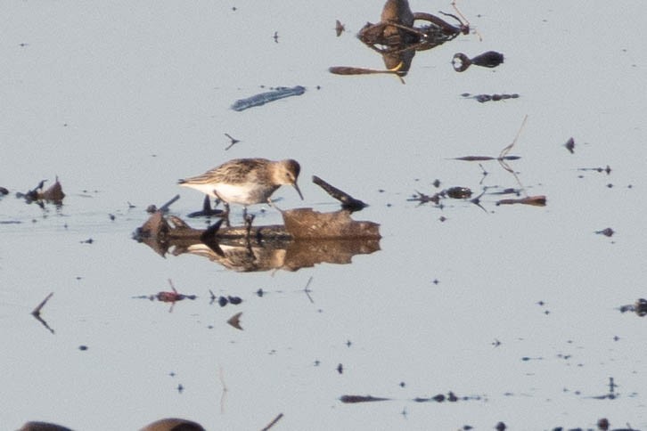 Küçük Kumkuşu - ML645650655