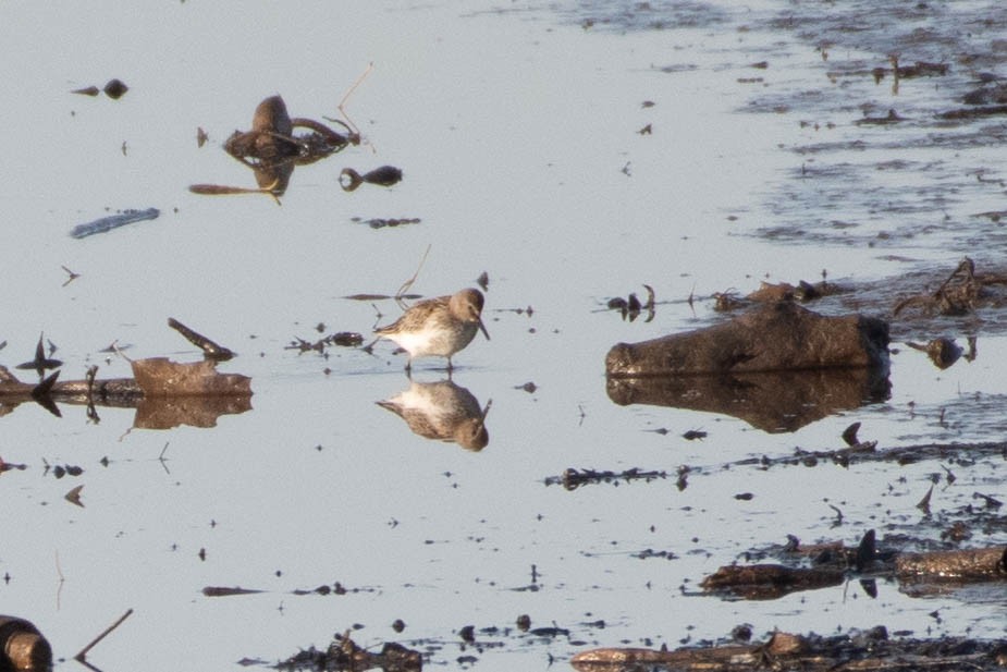 Küçük Kumkuşu - ML645650656