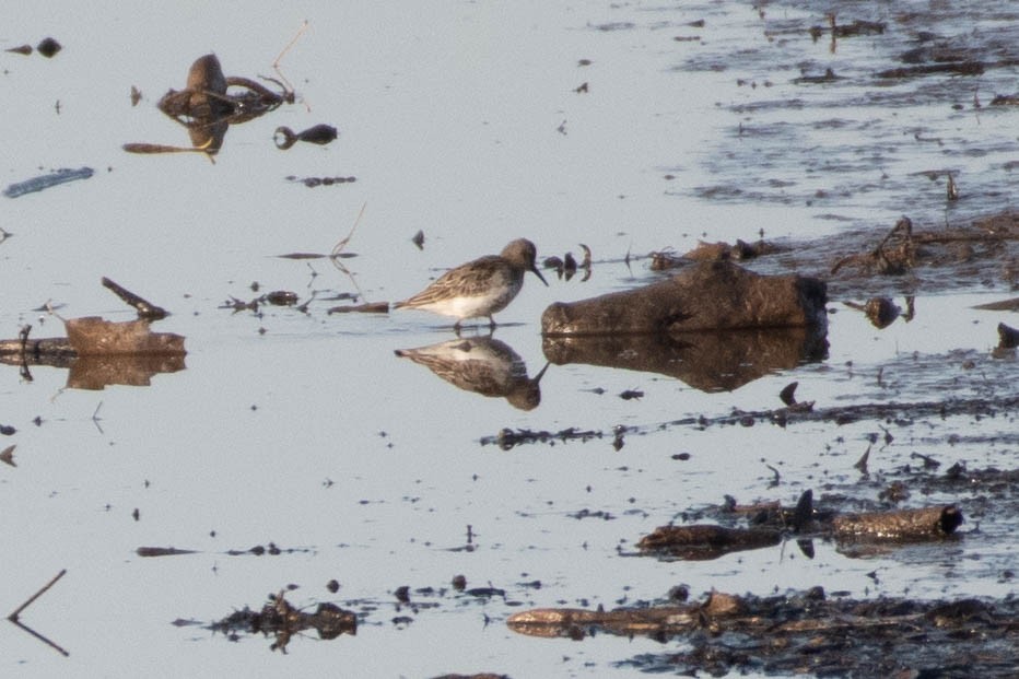 Küçük Kumkuşu - ML645650657