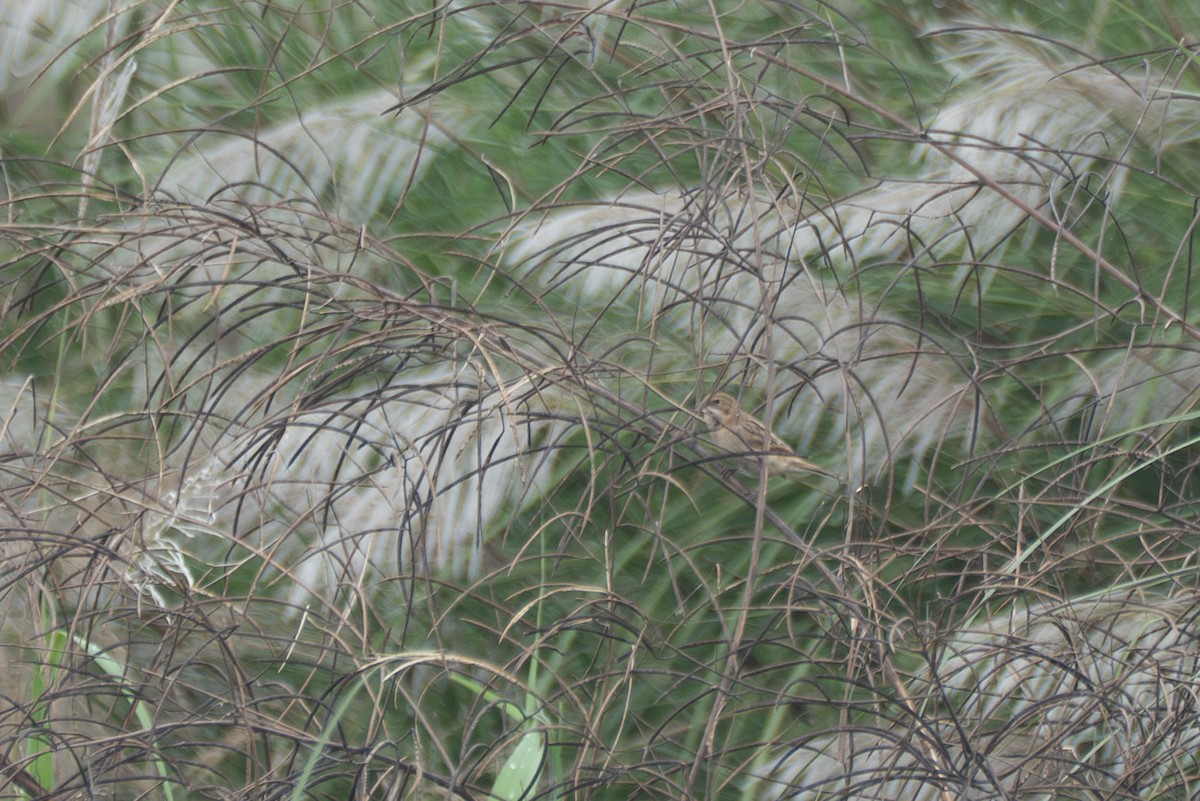 Pallas's Bunting - ML645650662