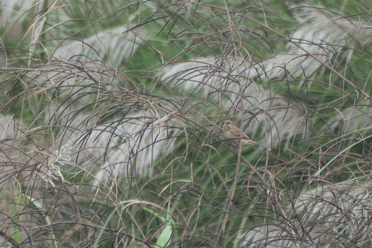 Pallas's Bunting - ML645650663