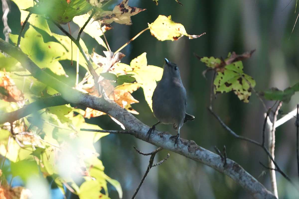 Gray Catbird - ML645650666