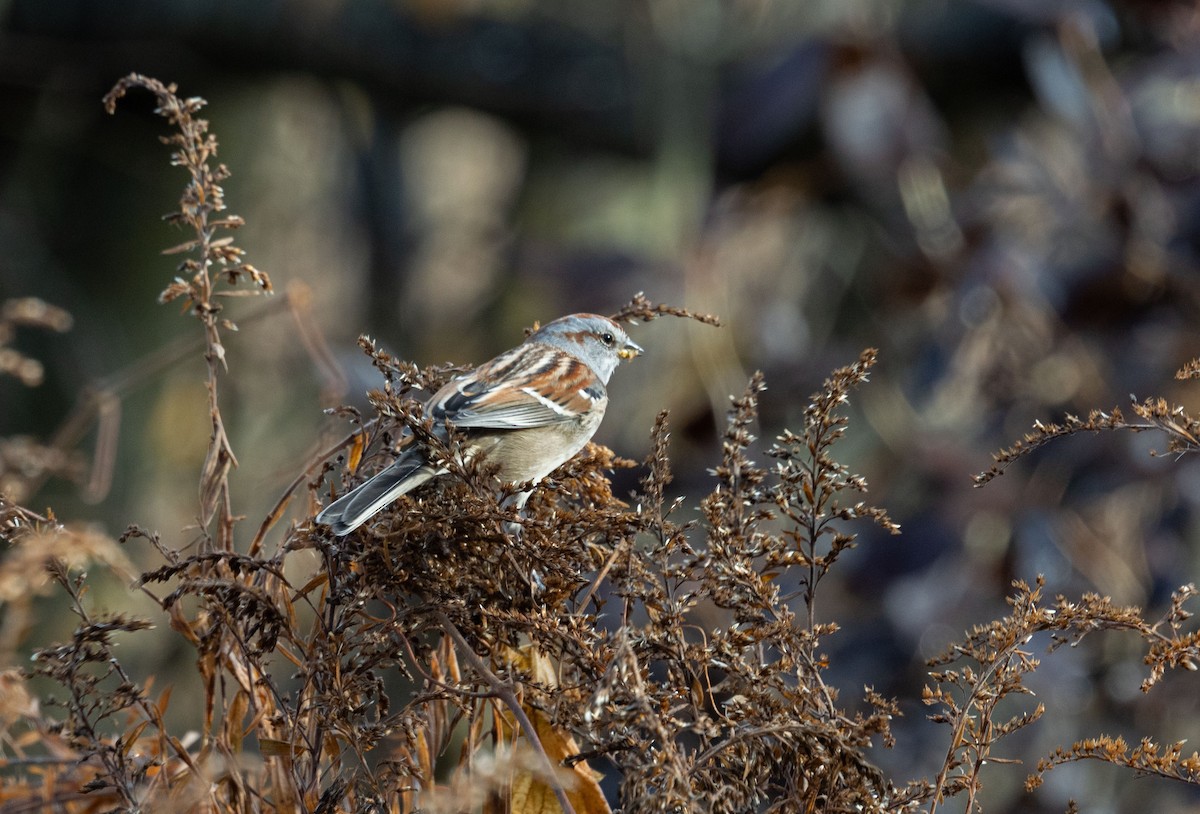 Пасовник північний - ML645650670