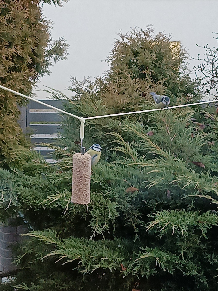 Eurasian Blue Tit - ML645650671